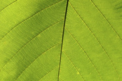 Parallel veins in leaves
