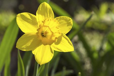 Beautiful daffodil