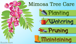 Steps for mimosa tree care