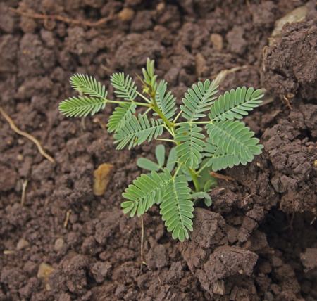 Small plant of mimosa