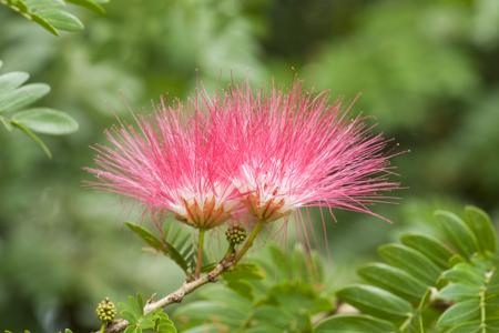 Mimosa flower