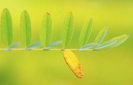 Prune out the yellow leaves