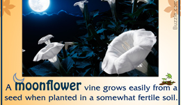 Moonflower vine growing tip