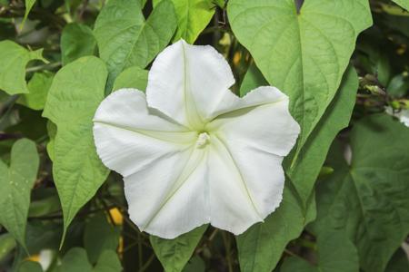 Beautiful moonflower