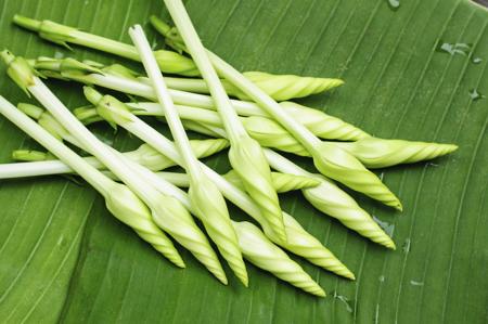 Closed moonflower buds