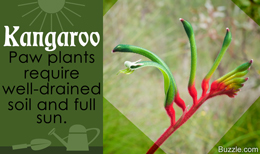 Tip to grow a Kangaroo paw plant