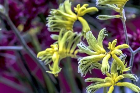 Kangaroo paw plant