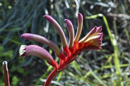 Kangaroo paw Australian plant