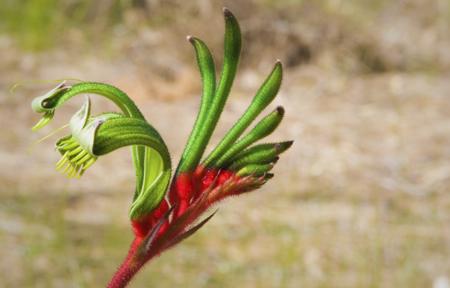 Kangaroo paw plant