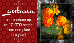 Fact about the Lantana flowering plant
