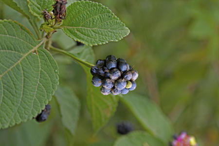 Berries of the lantana plant