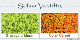 Sedum plant varieties