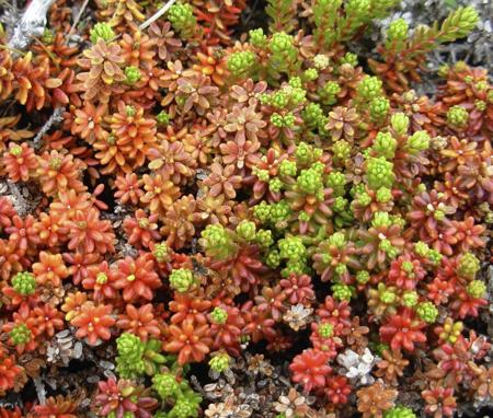 Coral Carpet