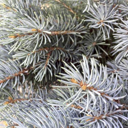 Blue Spruce