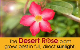 Fact about desert rose plant