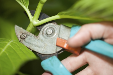 Pruning Desert Rose