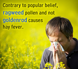 Difference between ragweed and goldenrod