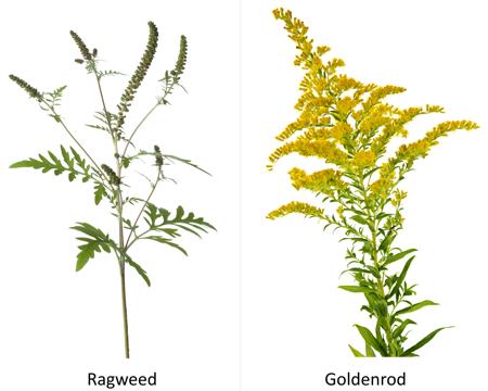 ragweed and goldenrod plants