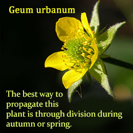 Geum plant growing tip