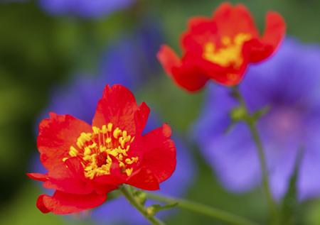 Red geum flower