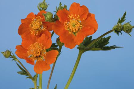 Orange geum flower