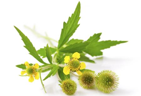 Yellow geum flower