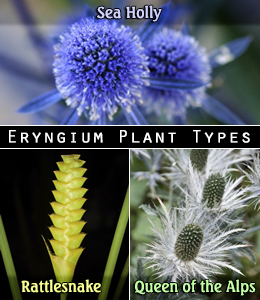 Eryngium plant varieties