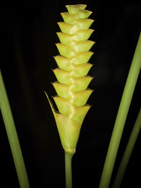 eryngium aquaticum