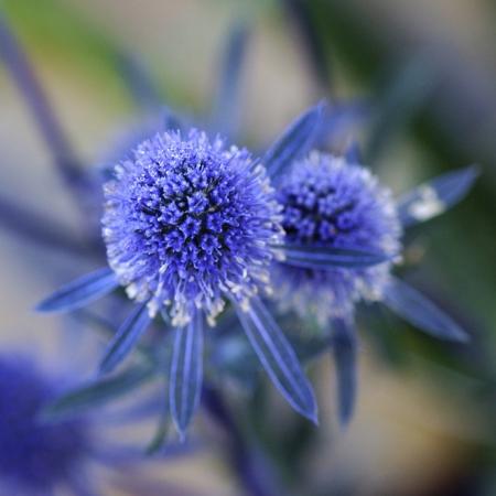 eryngium maritimum flower