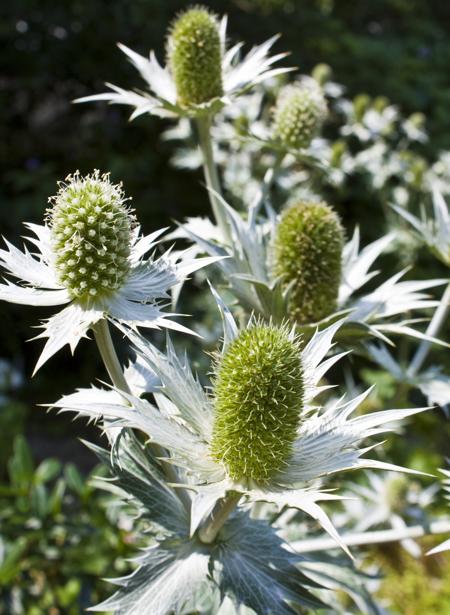 Eryngium alpinum