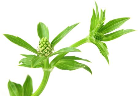 eryngium foetidum plant