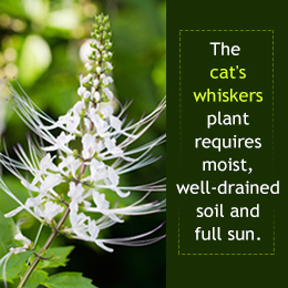 Cat's whiskers plant care