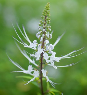 Cat's Whiskers Plant