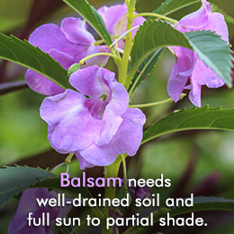 Balsam plant care tips