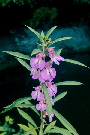 Lavender balsam