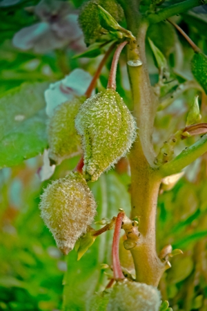 Seedpods of the balsam plant