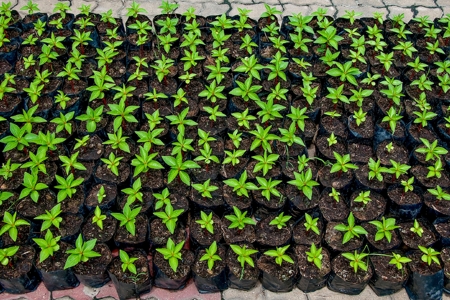 Balsam seedlings