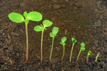 Balsam seed growth stages