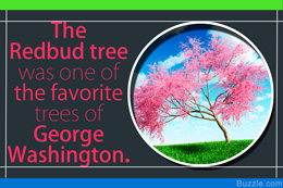 Redbud tree was George Washington's favorite