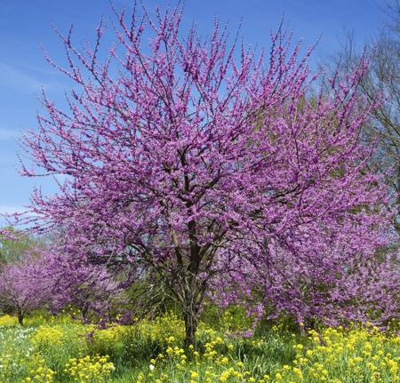 redbud tree size