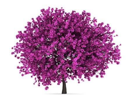 redbud tree