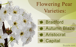 Flowering varieties of pear trees