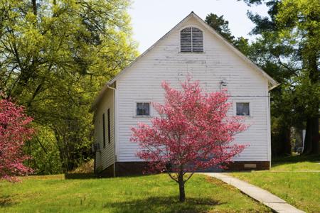 redbud tree