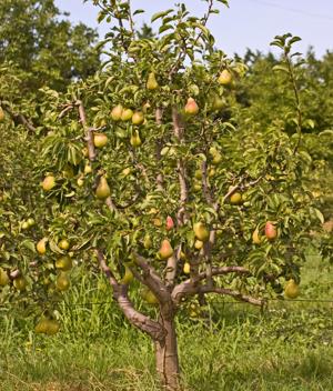 pear with fruit