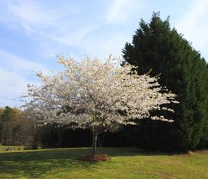 bradford pear