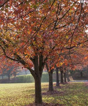 autumn leaves