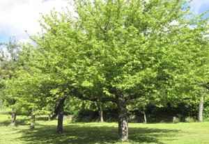 meadow tree