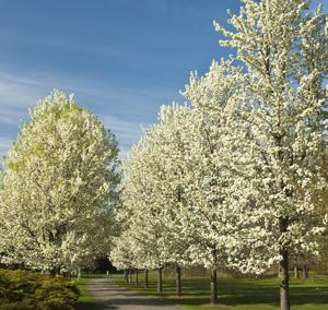 byway trees