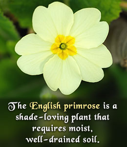 Tip to grow a primrose plant
