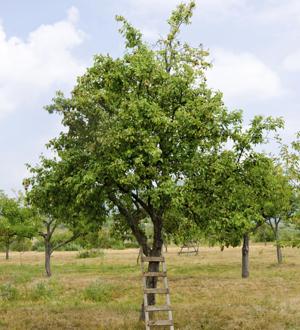 pear with ladder